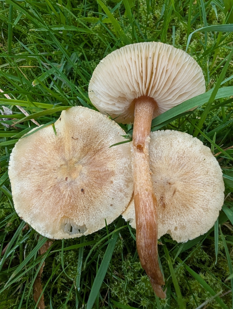 Cystoderma amianthinum · November 2025 · photo: © ohwhen (iNaturalist, cc-by)
