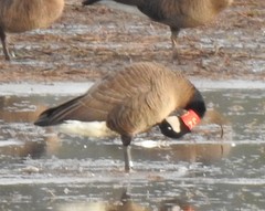 Branta canadensis occidentalis