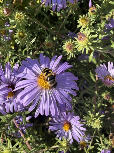 Unknown species found near Commerce Dr, Jefferson City, MO, US