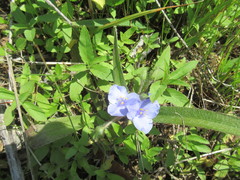 Tradescantia subacaulis