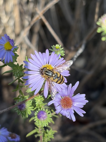 Unknown species found near Commerce Dr, Jefferson City, MO, US