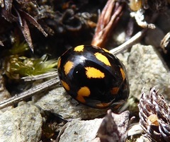 Coccinella leonina