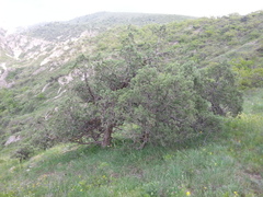 Juniperus polycarpos
