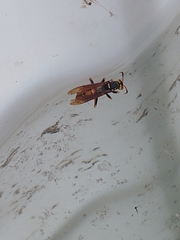 Polistes buyssoni