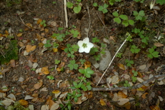 Oxalis magellanica
