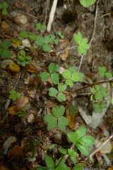 Oxalis magellanica