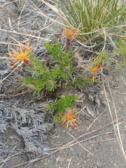 Mutisia linearifolia