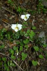 Viola filicaulis