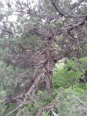 Juniperus polycarpos