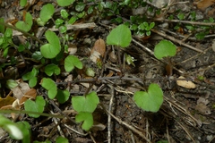 Viola filicaulis