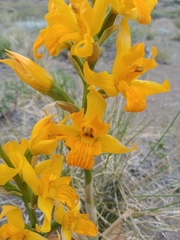 Chloraea alpina