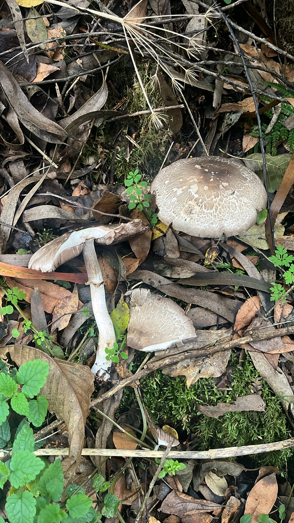 Agaricus moelleri · November 2025 · photo: © daniel_castanhal (iNaturalist, cc-by)