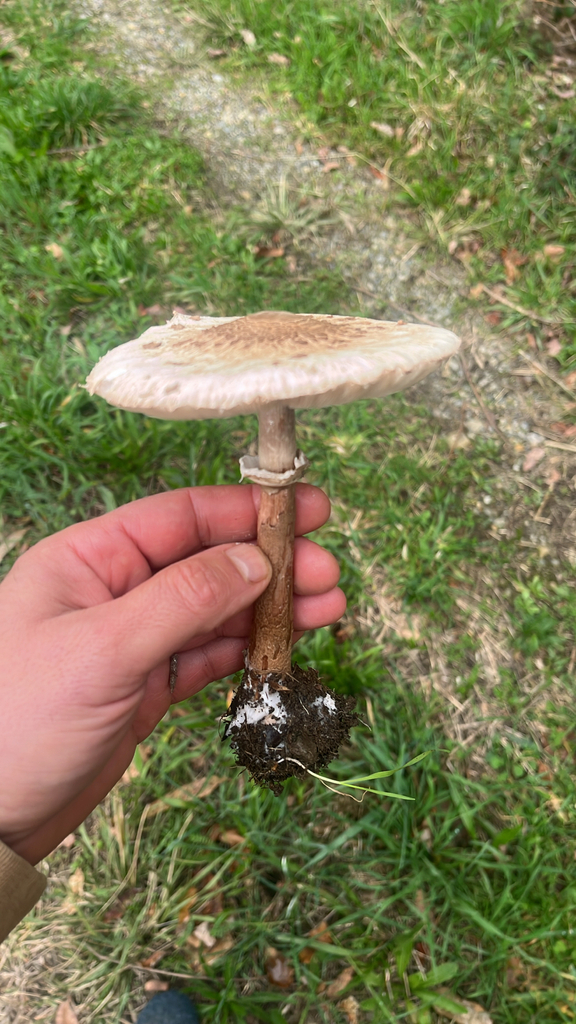 Macrolepiota procera · November 2025 · photo: © daniel_castanhal (iNaturalist, cc-by)