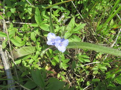 Tradescantia subacaulis