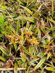 Astelia linearis