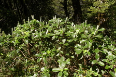 Macrolearia colensoi