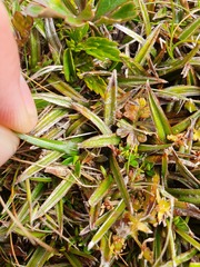Astelia linearis