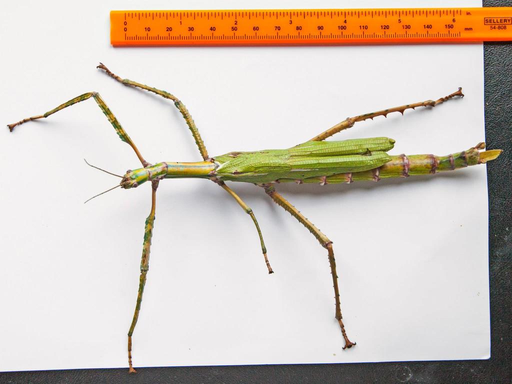 Goliath Stick Insect