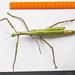 Goliath Stick Insect - Photo (c) Finalion, some rights reserved (CC BY-SA)