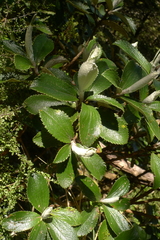 Macrolearia colensoi