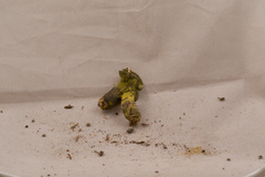 Hypomyces luteovirens