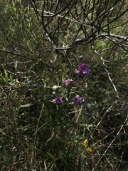 Lessingianthus rubricaulis