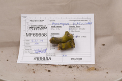 Hypomyces luteovirens