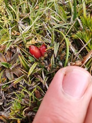 Astelia linearis