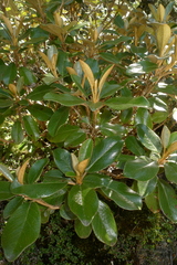Brachyglottis elaeagnifolia