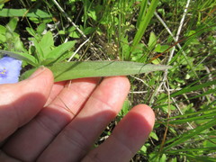 Tradescantia subacaulis