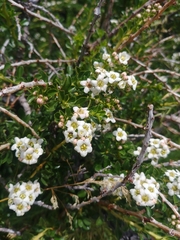 Escallonia virgata
