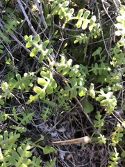 Pholistoma membranaceum