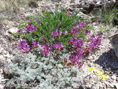 Astragalus brachycarpus
