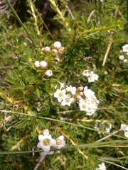 Escallonia virgata
