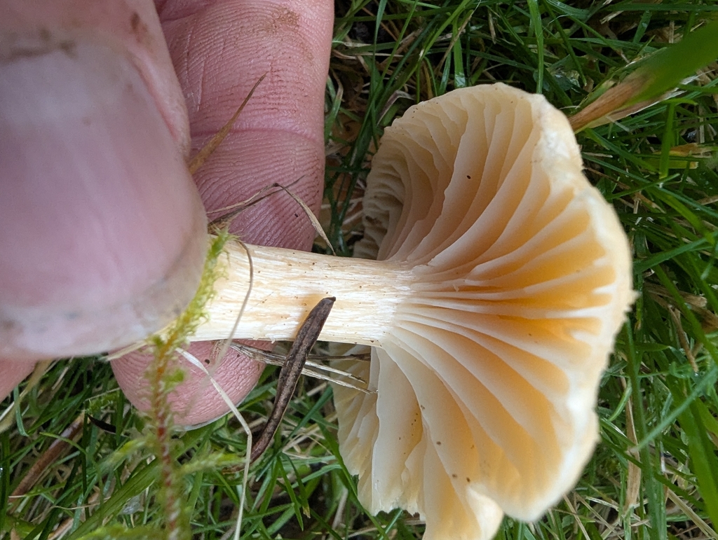 Cuphophyllus pratensis · November 2025 · photo: © ohwhen (iNaturalist, cc-by)