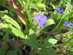 Tradescantia subacaulis