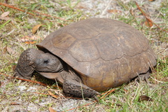 Gopher Tortoise photo 1