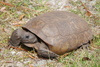 Gopher Tortoise - Photo (c) Donald Fraser, some rights reserved (CC BY-NC), uploaded by Donald Fraser