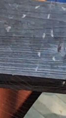 Gasteracantha cancriformis