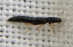 Stenus flavipes