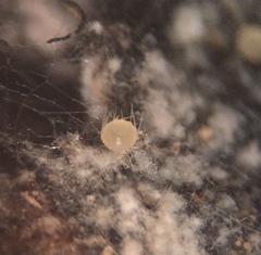 Lasiobolus microsporus