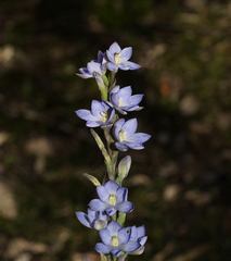 Thelymitra aristata