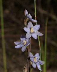 Thelymitra aristata
