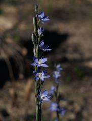 Thelymitra aristata