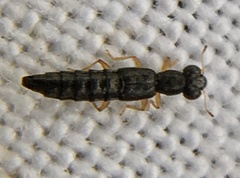 Stenus flavipes