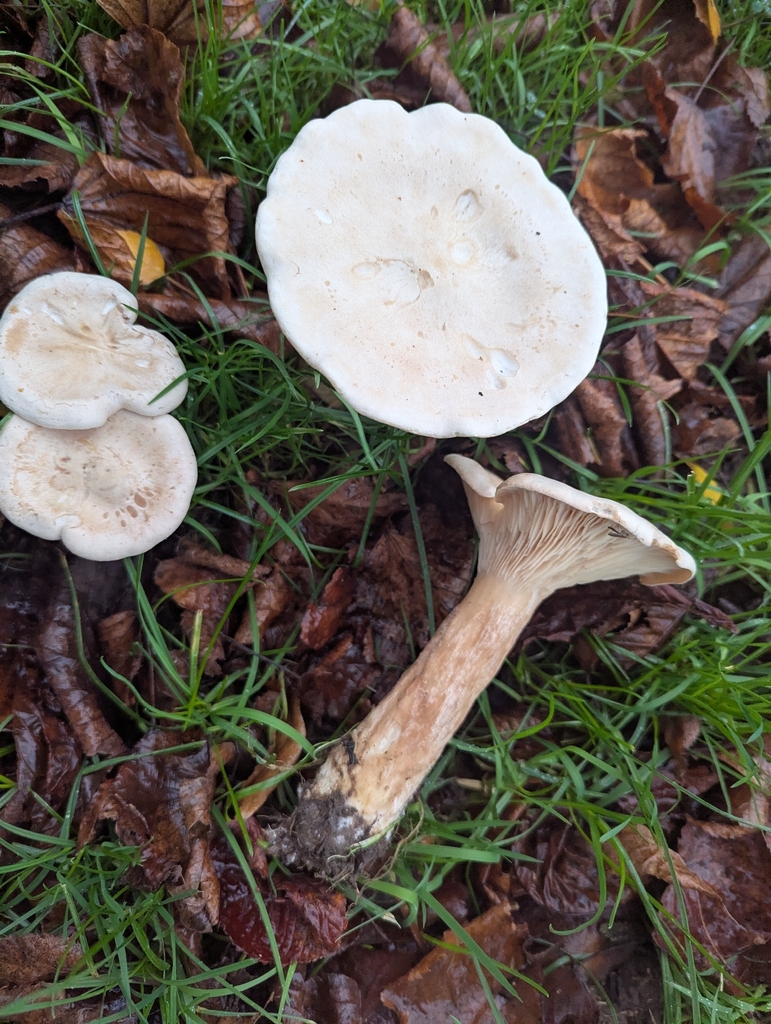Infundibulicybe geotropa · November 2025 · photo: © ohwhen (iNaturalist, cc-by)