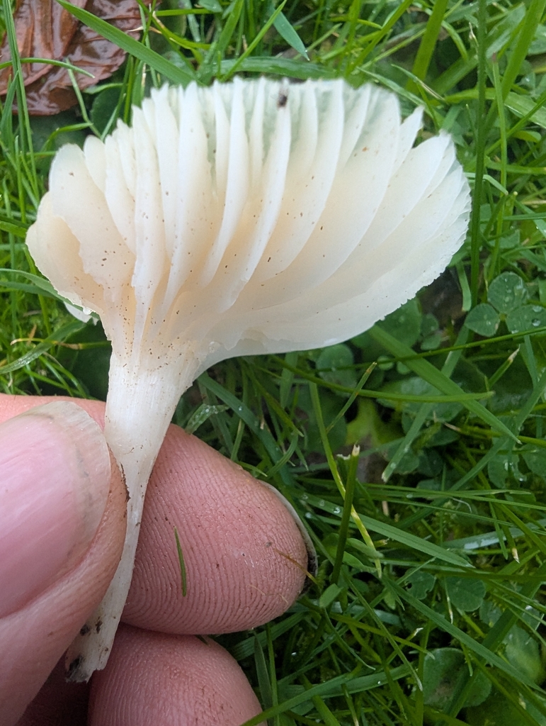 Cuphophyllus virgineus · November 2025 · photo: © ohwhen (iNaturalist, cc-by)