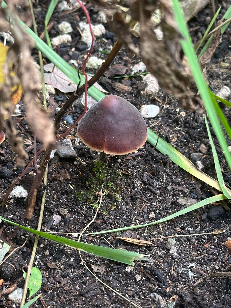 Macrocystidia cucumis