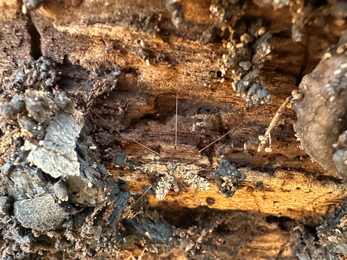 Unknown species found near N 60th St, Milwaukee, WI, US