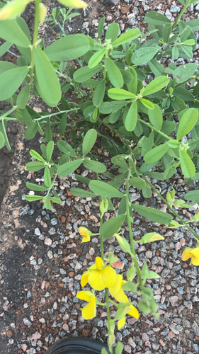 Rattleweed